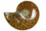 Polished, Agatized Ammonite (Cleoniceras) - Madagascar #164145-1